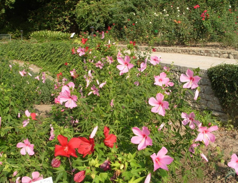 Groepsaanplant van kruidachtige hibistussen in het bloembed van de botanische tuin