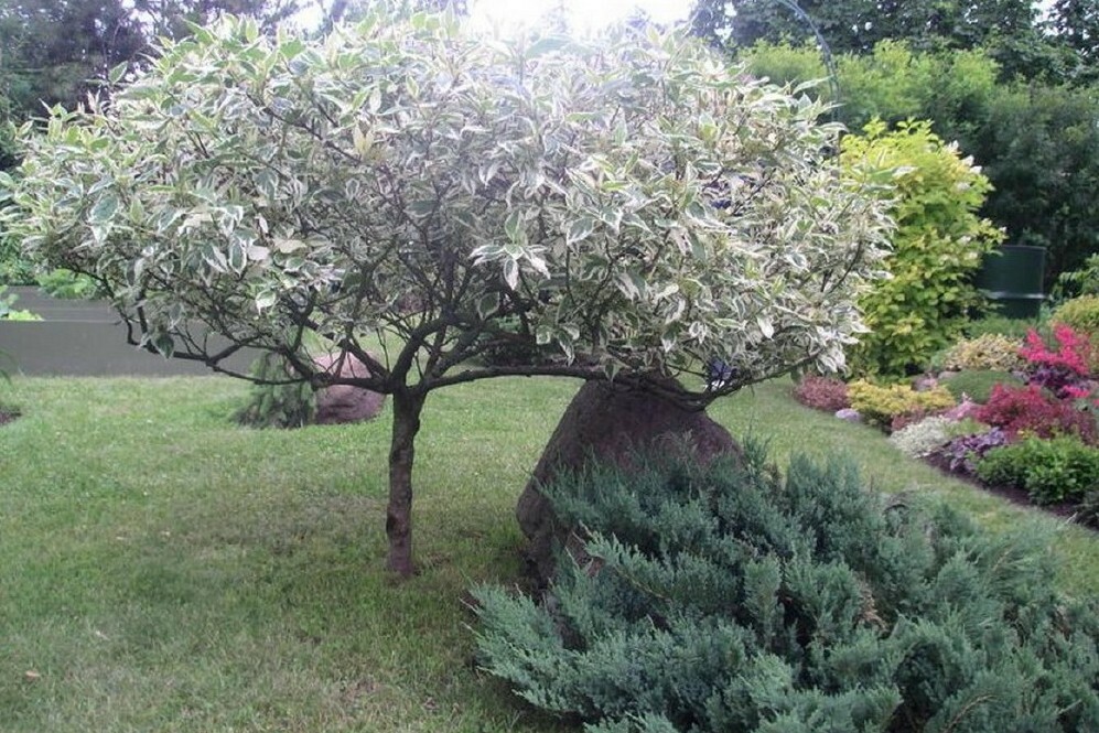 cornouiller en forme d'arbre