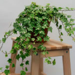 Ivy in a flowerpot