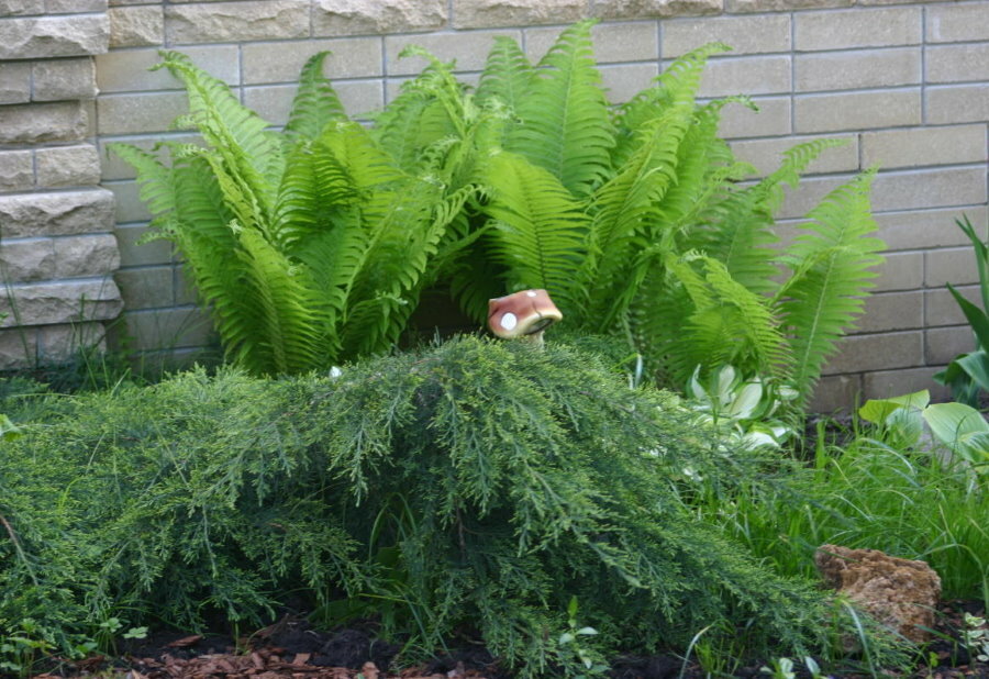 Junípero perene com fundo de samambaia de jardim