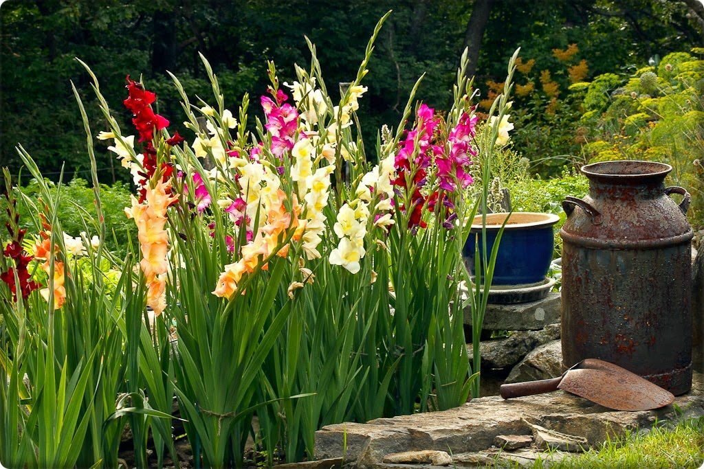 gladiolen in de tuin