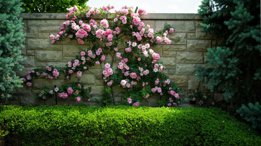 A fő kerítés díszítése göndör rózsával
