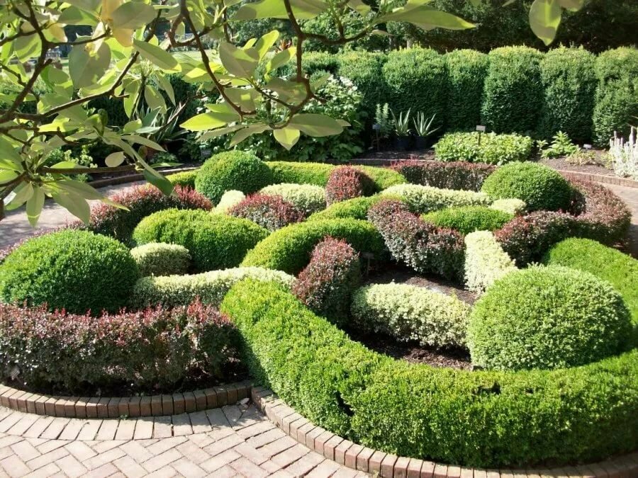 Boxwood curly haircut in a regular style garden