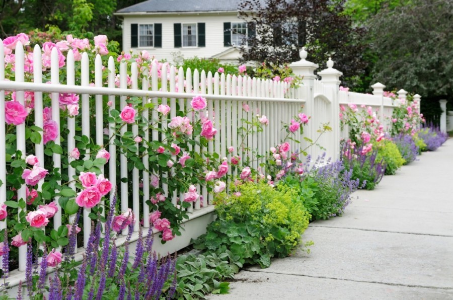 Rose grmovje vzdolž belo ograjo na koči