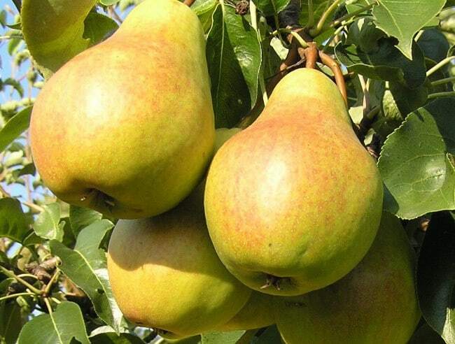 Las mejores variedades de pera
