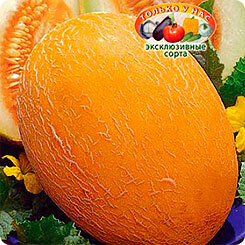 Melones sēklu sirēna, 12 gab., Euro-Seeds