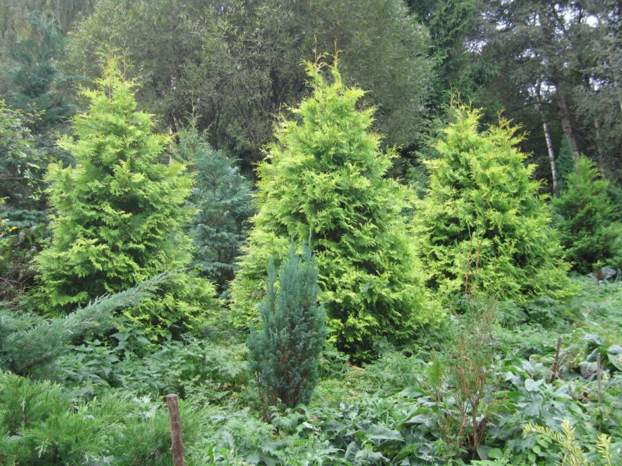 Pyramidal thuja western in mixed forest