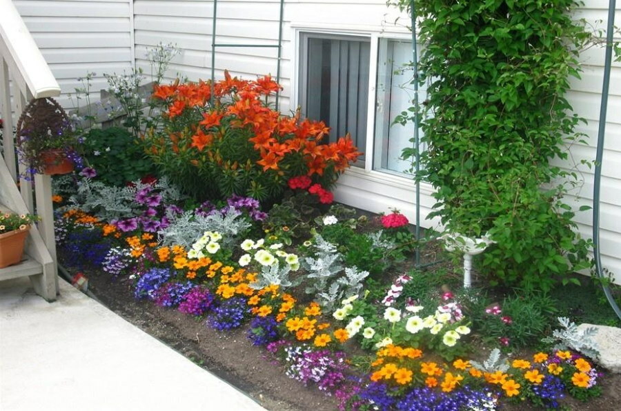 Faire un parterre de fleurs solaires devant le porche de la maison