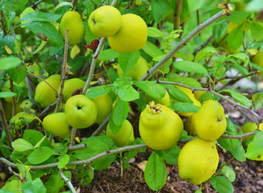 Maturazione dei frutti su un cespuglio di mele cotogne giapponesi