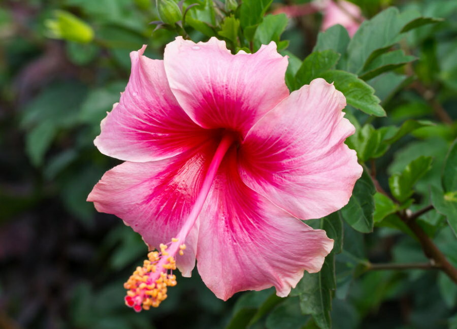 Stor hibiscusblomst i forskellige nuancer af pink