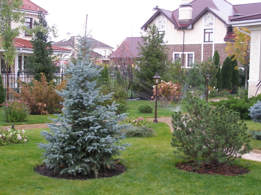 Božično drevo z modrimi iglami na zeleni trati