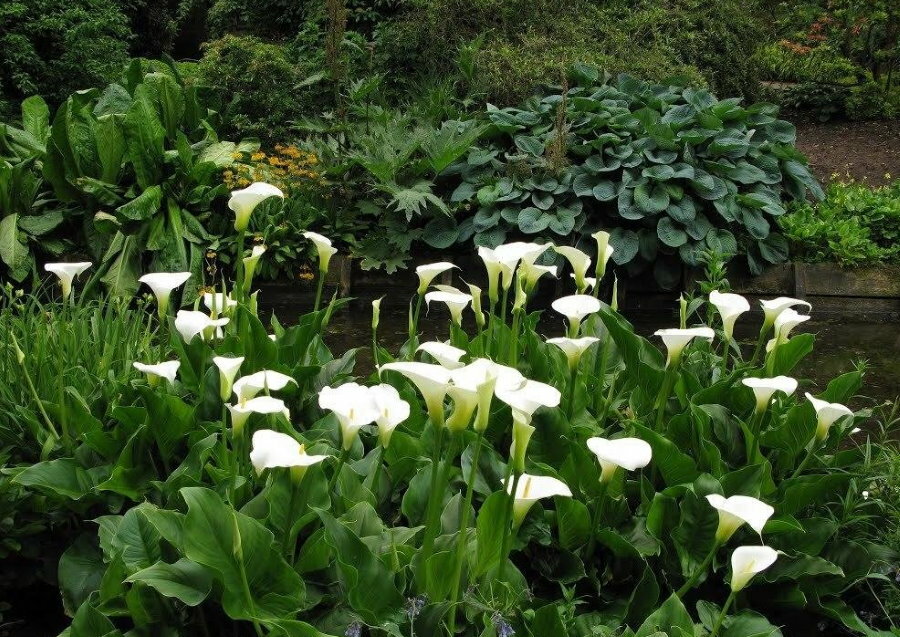 Bataklık calla zambaklarının saplarında beyaz çiçekler