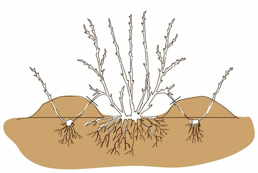 Reprodukční schéma zahradního váčku vrstvením