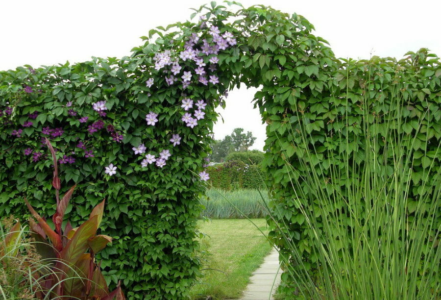 Arch with clematis in a grape wall
