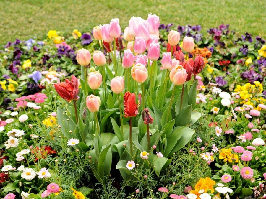 Et blomsterbed med blomstrende tulipaner i midten