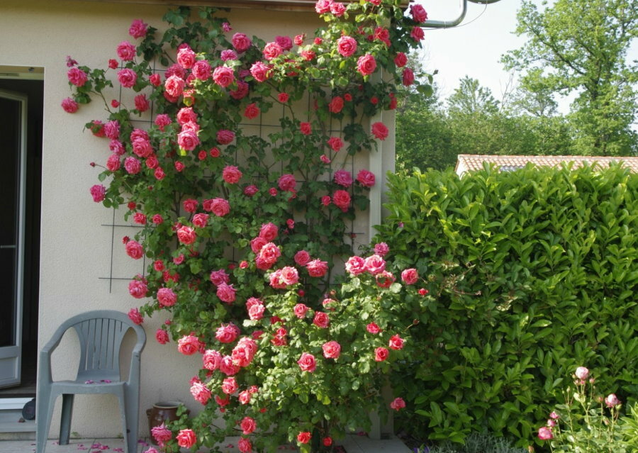 Nagy virágú hegymászó rózsa rácson a falnak