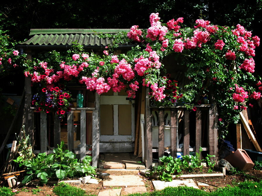 Cvetoča plezalna vrtnica na stari ograji