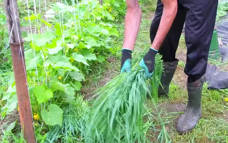 Half mei worden radijsscheuten opgegraven en zijn tuingewassen al geplant: komkommers, courgettes, tomaten