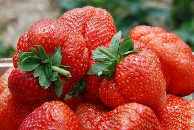 De bästa sorterna av jordgubbar trädgård för mittbandet