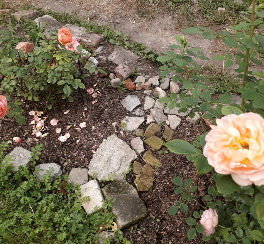 Maži akmenukai ant gėlių lovos su rožėmis