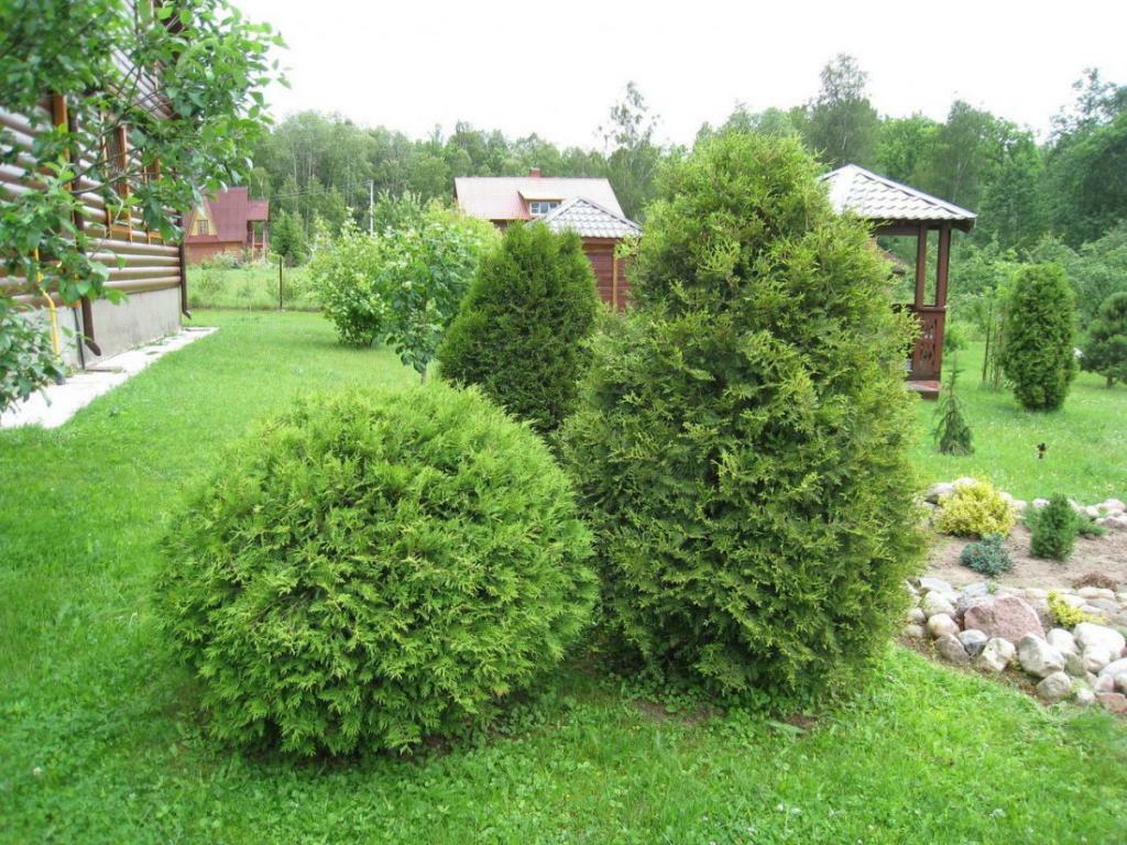 Spherical and pyramidal thuja on a green lawn