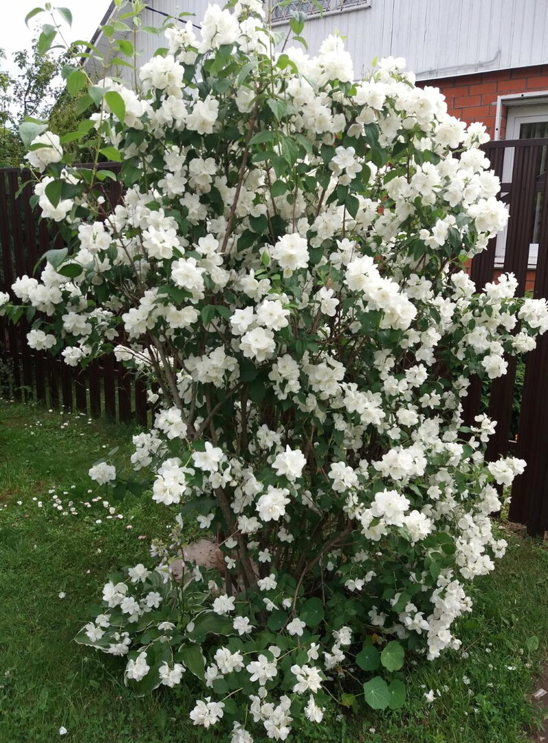 Tall bush of garden jasmine in front of a country house