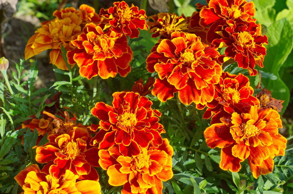 çalı marigolds Çiçekli yaz yazlık yıllıkları