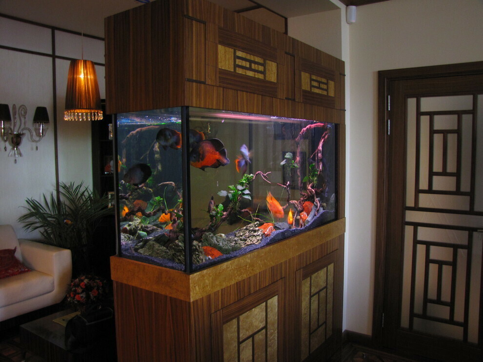 Japoniško stiliaus akvariumas su gyvomis žuvimis