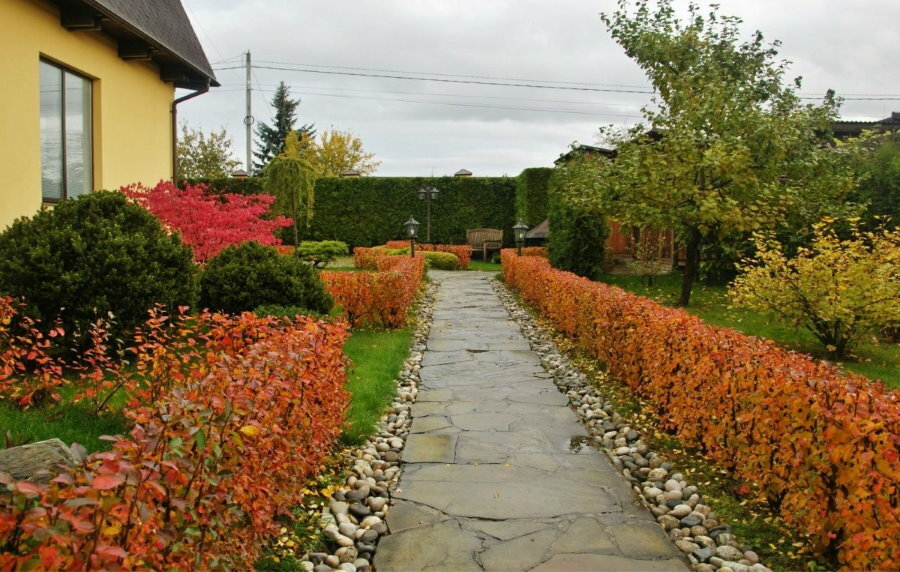 Live curbs from the cotoneaster in late autumn