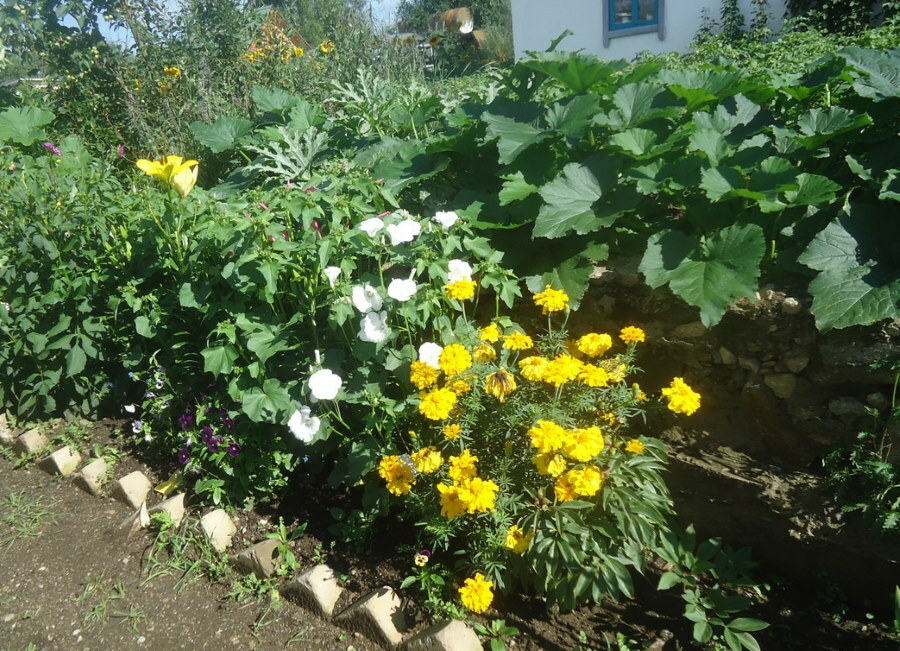 Marigolds on the same flowerbed with lavater