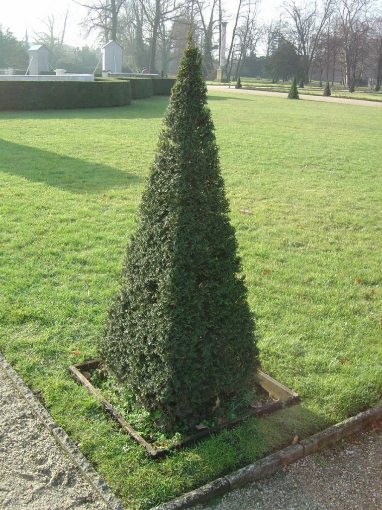 Topiary cutting of conifers
