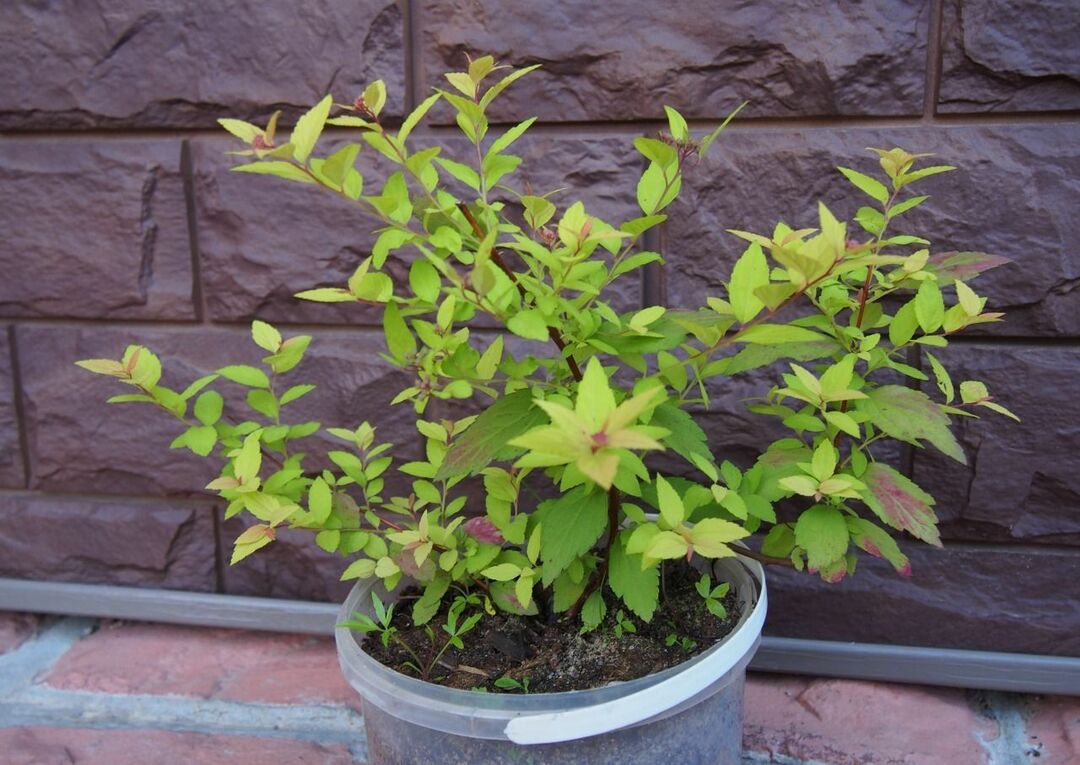 Arbusto Spirea nella progettazione del paesaggio: giapponese, piccolo, dorato, billard, grigio