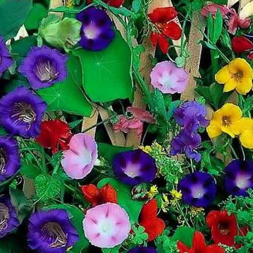 Decorative mixture of Curly annuals