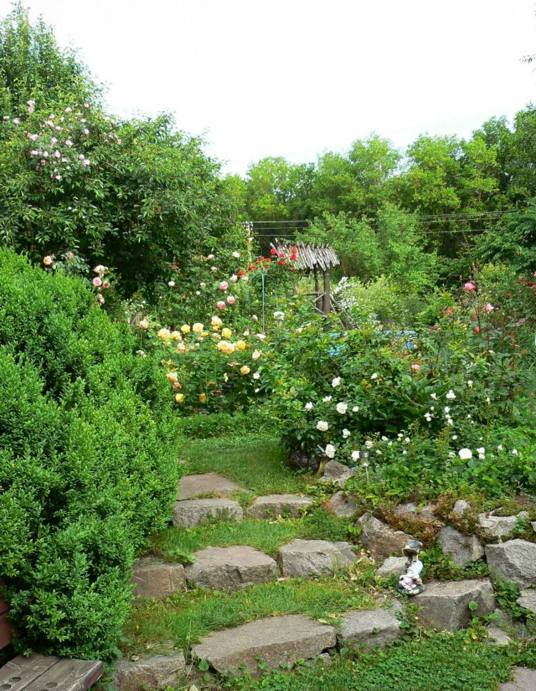 Roseiras nos fundos de um jardim de estilo misto