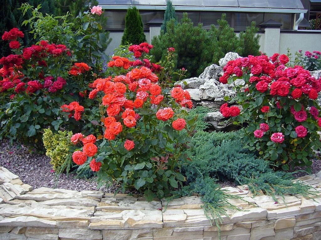 Bushes of red roses on a raised flower bed