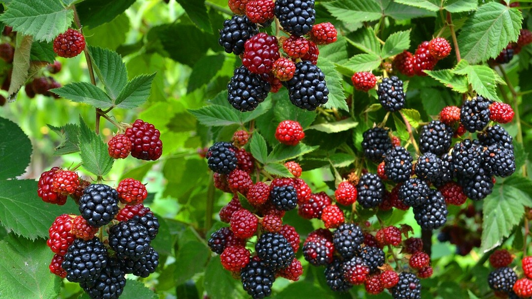 blackberry garden ideas