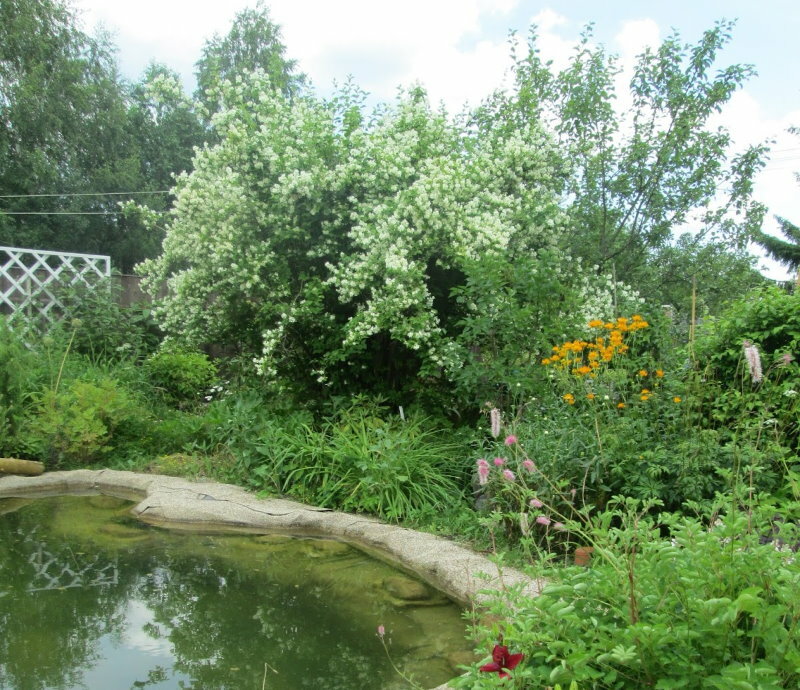 Jasmine in the landscape design of a garden plot