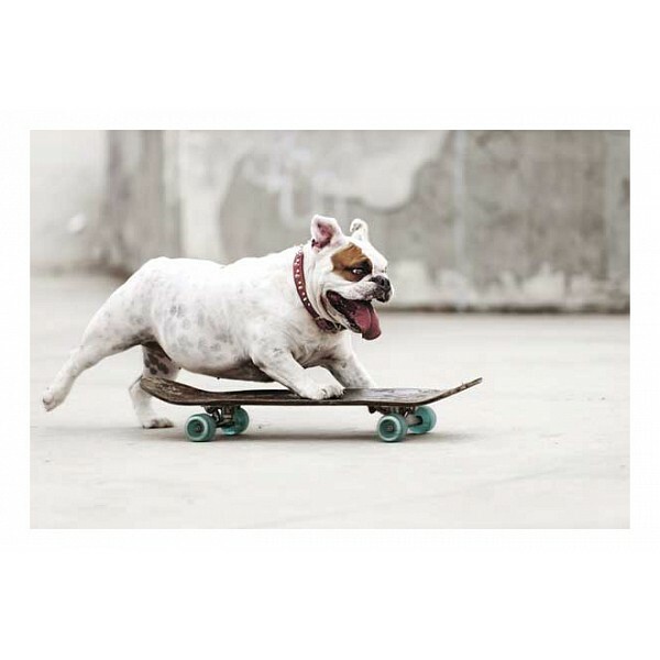 Maleri (30x20 cm) Bulldog på skateboard SE-102-169