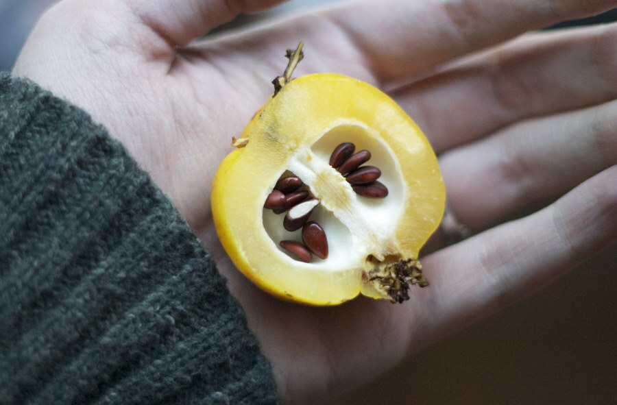 Viipaloidut japanilaiset kvittenihedelmät, joiden sisällä on siemeniä