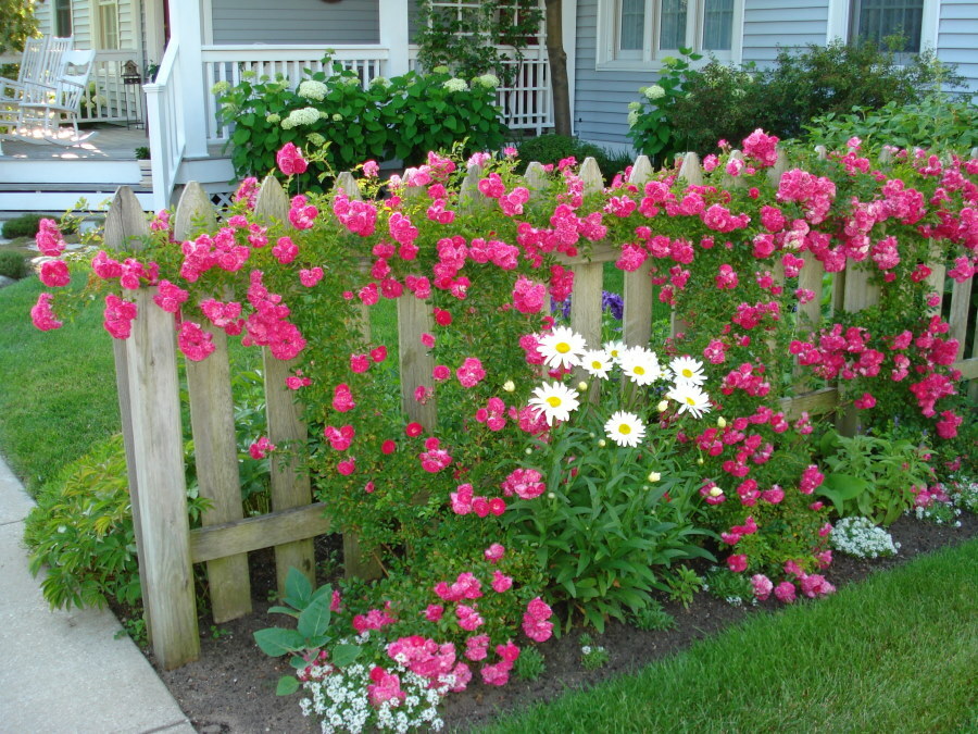 Róże Plagi na drewnianym płocie przed domem