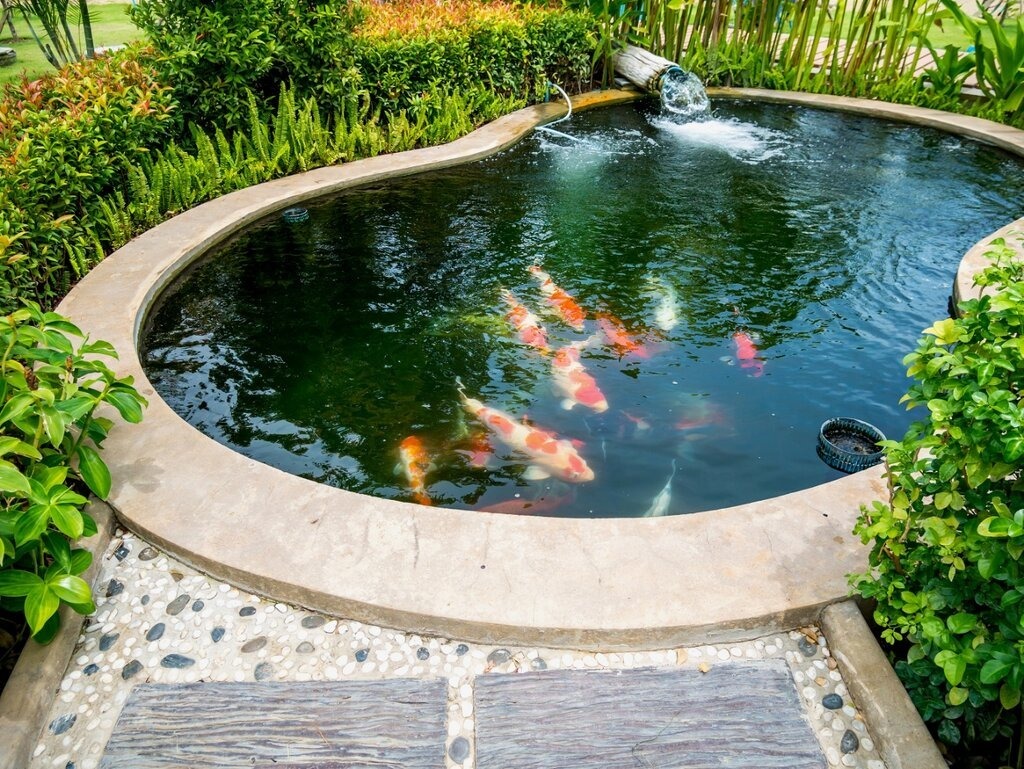 fish pond in the country