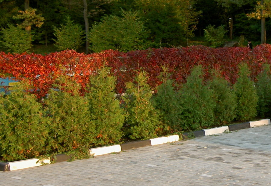 Two-row thuja and barberry hedge
