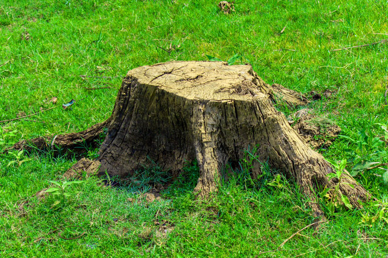 Simple ways to get rid of a stump on the site, recommendations, tips