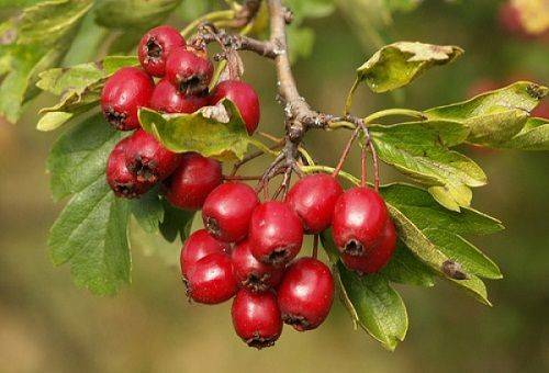 How to dry hawthorn in the home: use oven, dryer