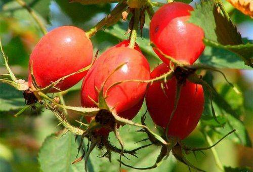 Wie man die Heckenrose zu Hause trocknet: Beeren sammeln, vorbereiten und verarbeiten