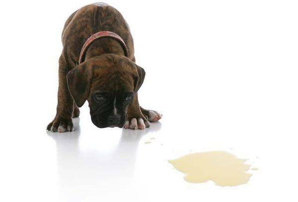 The smell that scares the dogs: the best ways and means, why the dog craps in the apartment
