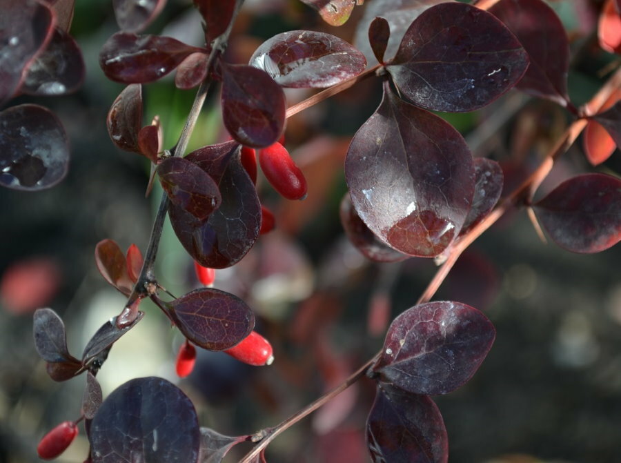 Ottawa barberry with purple leaves