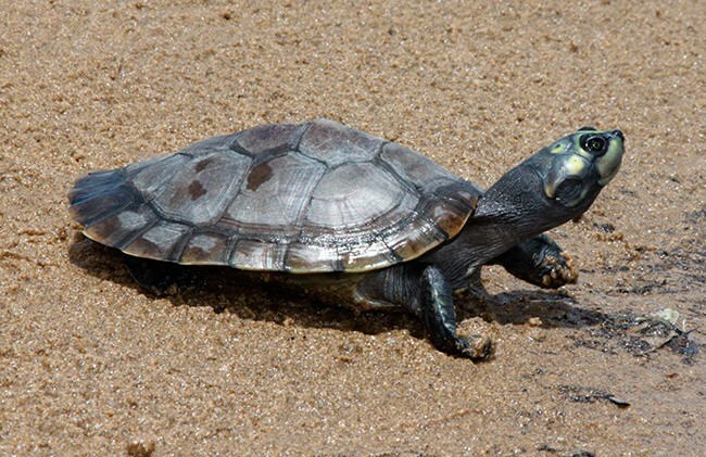 Top 10 suurinta kilpikonnaa maailmassa