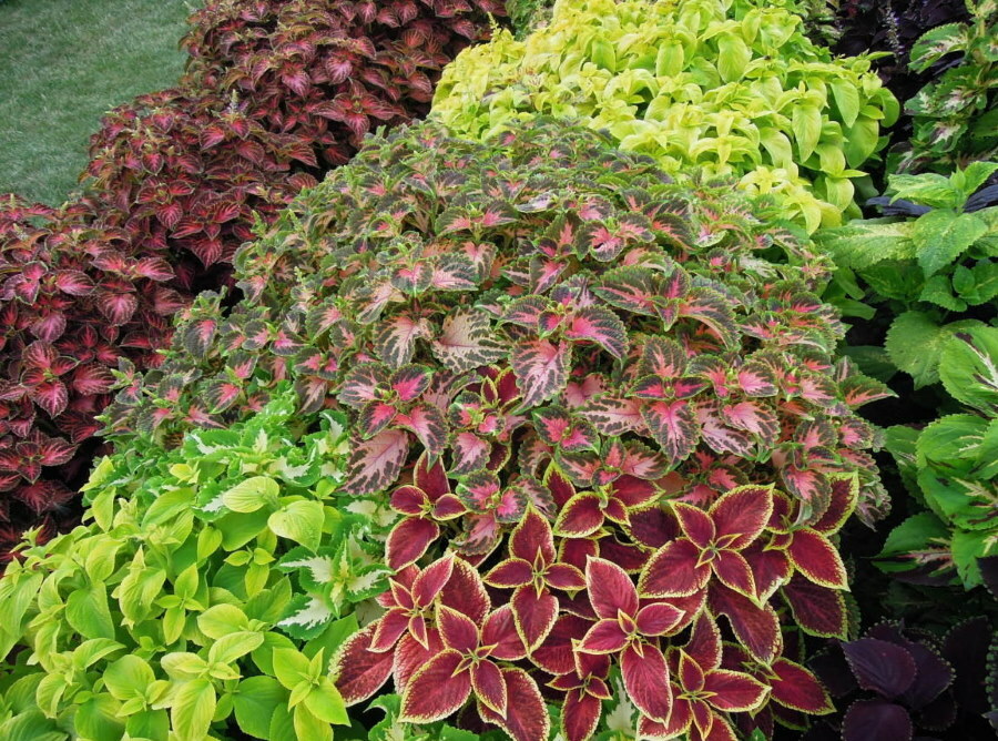 A variegated composition of different varieties of coleus