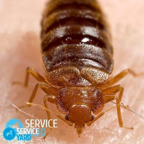 Executioner from bedbugs - properties, advantages, application